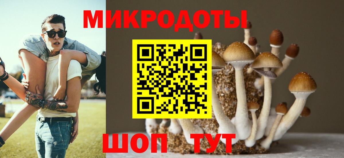 Псилоцибиновые грибы Psilocybe Междуреченск